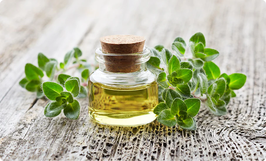 Glass jar of oregano oil with fresh oregano leaves
